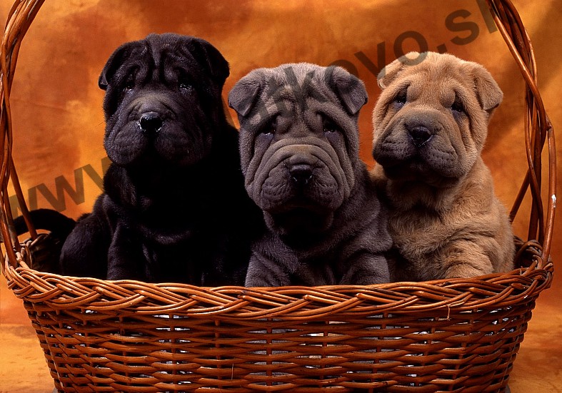 Shar pei