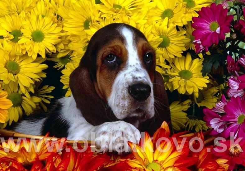 Basset