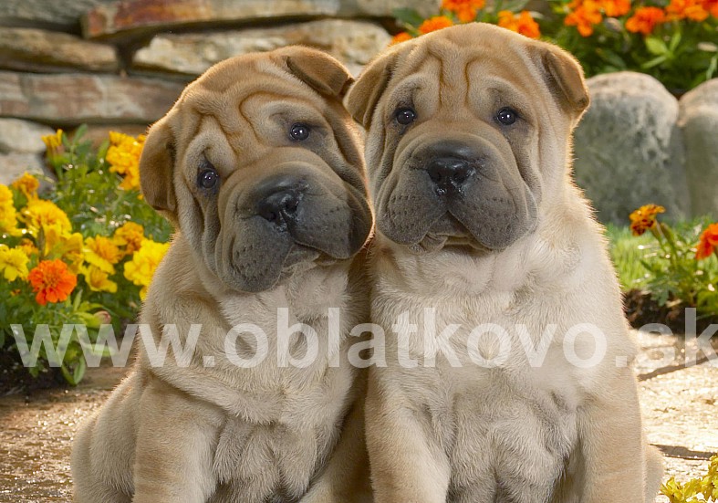 Shar pei2